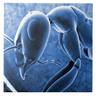 Nano Ant Scanning Electron Microscoop Tegeltje