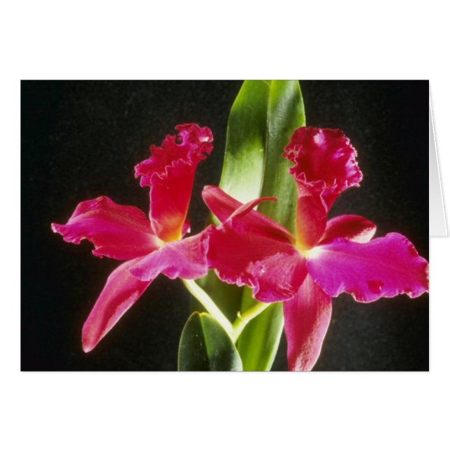 Naokazu fleurs "de boule de feu" (Potinara) (Devant horizontal)