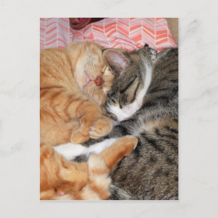 Nap Buddies Briefkaart