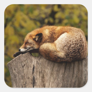 Nap Tijd Schattige Red Fox Sticker
