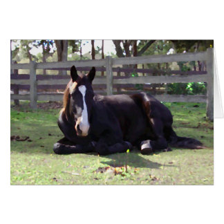 Nap Time bij paarden