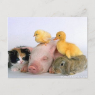Nap Time for the Animals Briefkaart