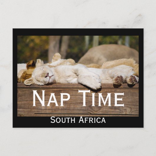 Nap Time Lion Cubs South Africa Briefkaart (Voorkant)