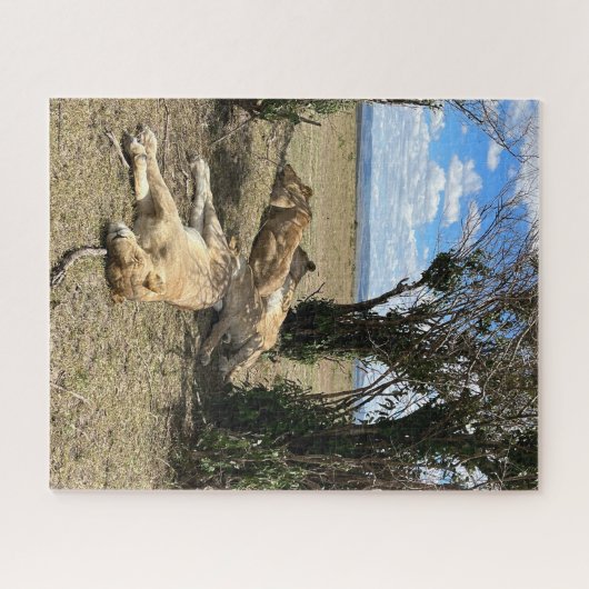 Nap Time voor Lions Kenia Legpuzzel (Horizontaal)