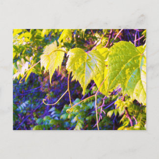 Napa Valley Briefkaart