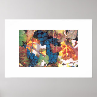 Napa Valley Grape Vine, wijngaard Poster