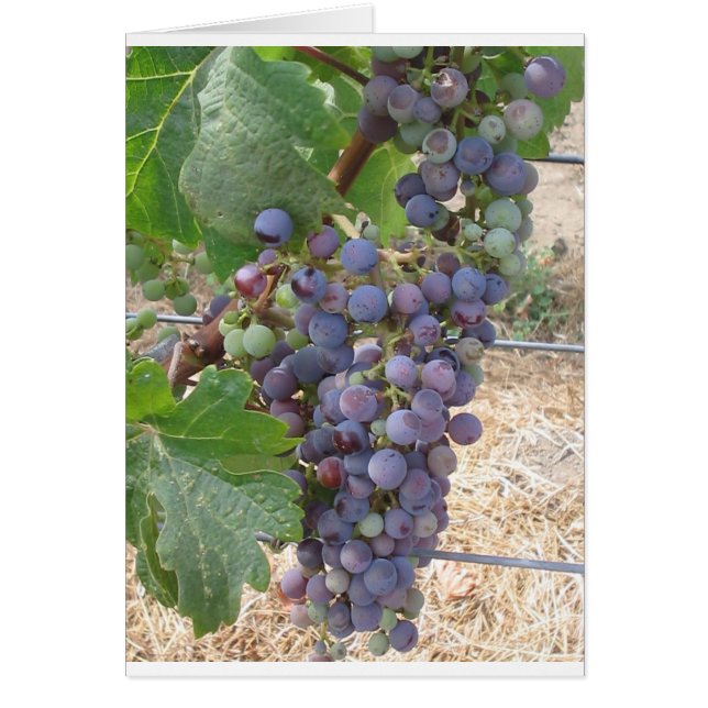 Napa Valley Grapes (Devant)