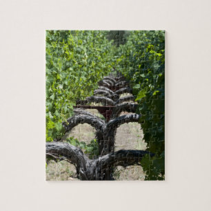 Napa Valley Vineyard Row Legpuzzel