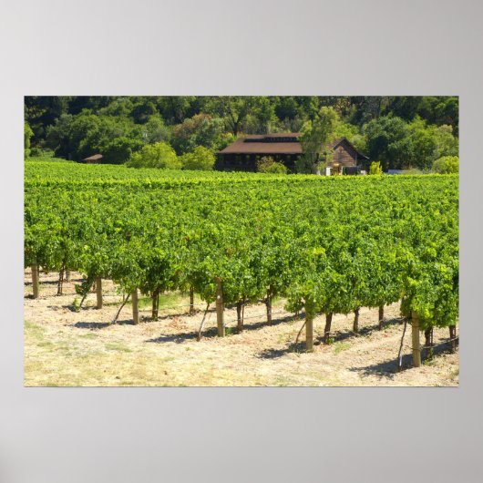 Napa Valley Winery Vineyard Poster (Voorkant)