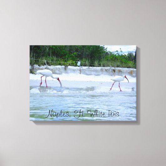 Napels, FL White Ibis Vogels Wandelen op het stran Canvas Afdruk (Voorkant)