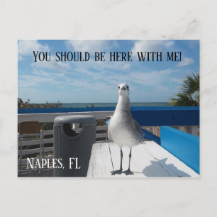 NAPLES, FL Cute Seagull Print Beach Briefkaart