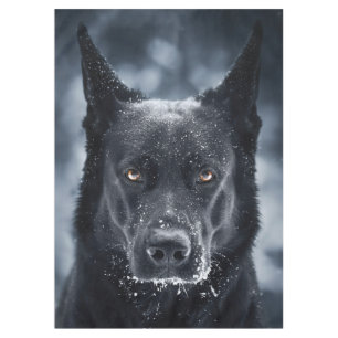 Nappe Black German Shepherd