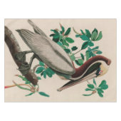 Nappe Brown Pelican Birds of America Audubon (Devant (Horizontal))
