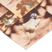 Nappe Collarge De Trois Photos De Meerkat, (Angle)