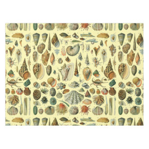 Nappe Coquillages de coquillages Mollusk Clam Élégant Ar