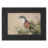 Nappe Coucal de Burchell (Devant (Horizontal))