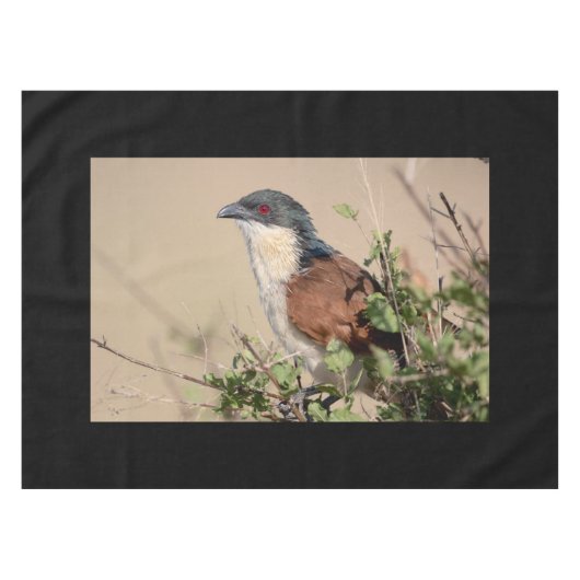 Nappe Coucal de Burchell (Devant (Horizontal))
