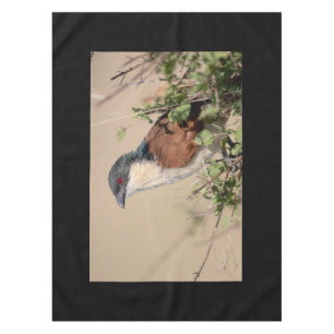 Nappe Coucal de Burchell
