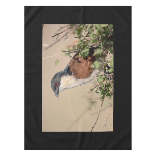 Nappe Coucal de Burchell (Devant)