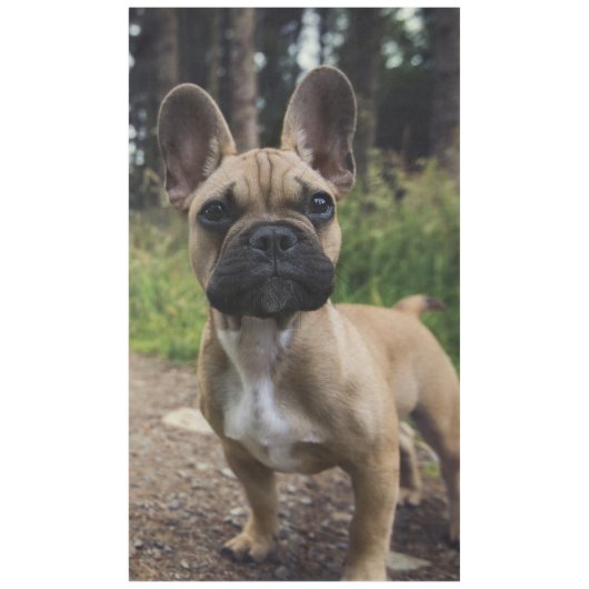 Nappe Coussin de lancer Bouledogue Français (Devant)