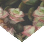Nappe Crassula perforata (Angle)