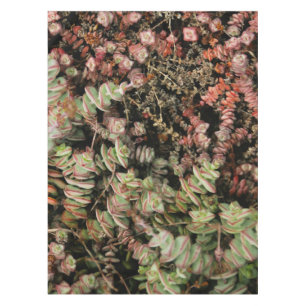 Nappe Crassula perforata