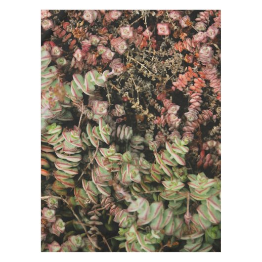 Nappe Crassula perforata (Devant)