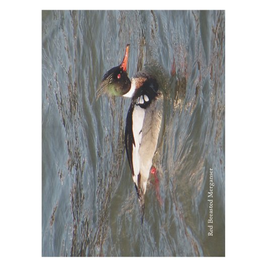 Nappe de Merganser à poitrine rouge (Devant)