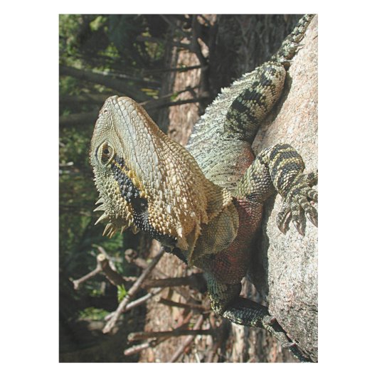 Nappe Dragon d'eau australien (Devant)