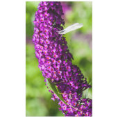 Nappe énergie katydone (Devant)