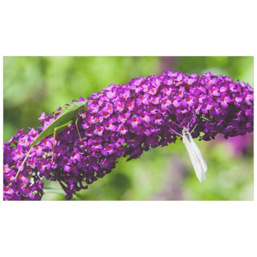 Nappe énergie katydone (Devant (Horizontal))