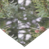 Nappe Fir buds (Angle)