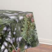 Nappe Fir buds (In Situ)