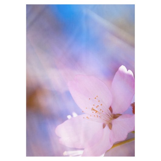 Nappe Fleur de cerisier rose (Devant)