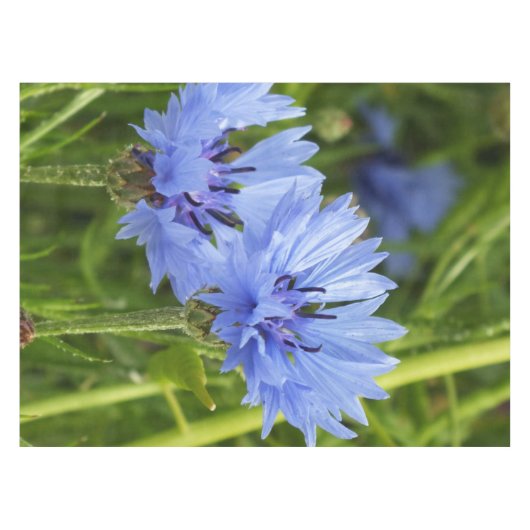 Nappe fleur de corail bleu (Devant (Horizontal))