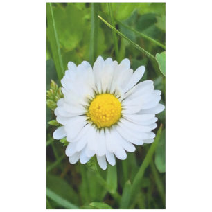 Nappe Fleur Sauvage Roumanie – Photographie Botanique Ma