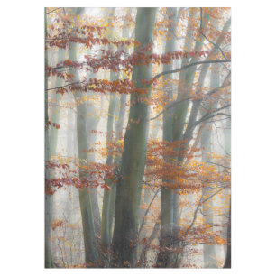 Nappe Forêt brumeuse mystique en automne