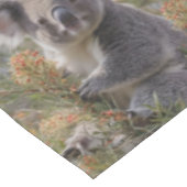 Nappe Grevillea Koala Bear, (Angle)