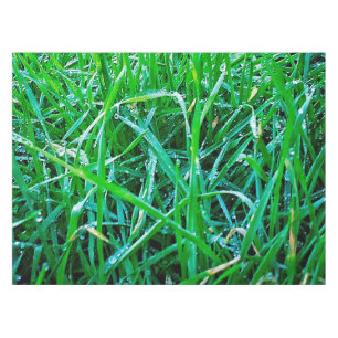 Nappe Herbe couverte de rosée