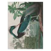 Nappe Louisiana Heron Birds of America Audubon Imprimer (Devant)
