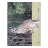 Nappe Mère Kangaroo avec bébé Joey dans sa poche (Devant)