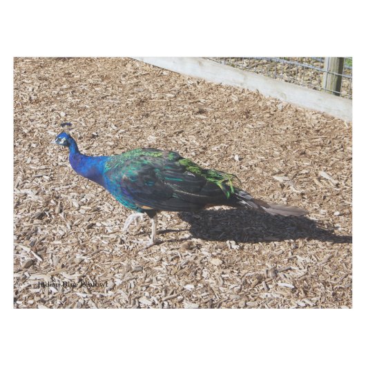 nappe Paon bleu indien (Devant (Horizontal))