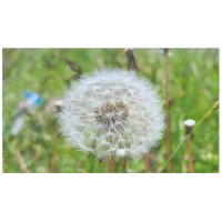 Parfaite dent-de-lion – Photographie botanique mac
