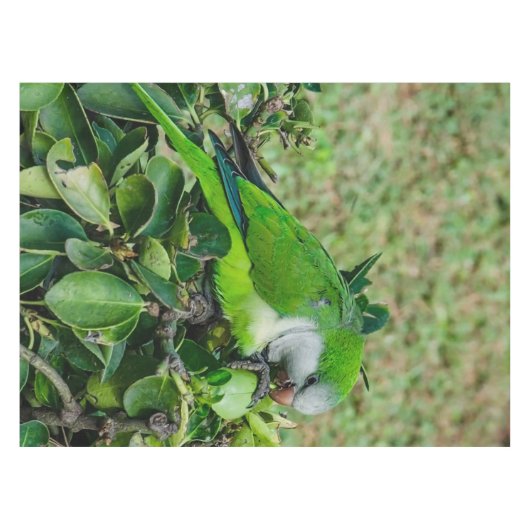 Nappe Perroquet vert (Devant (Horizontal))