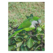 Nappe Perroquet vert (Devant)