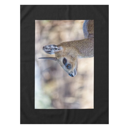 Nappe Portrait Klipspringer (Devant)