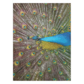 Nappe Regal Peacock avec Turquoise Blue et Gold Plumage (Devant)