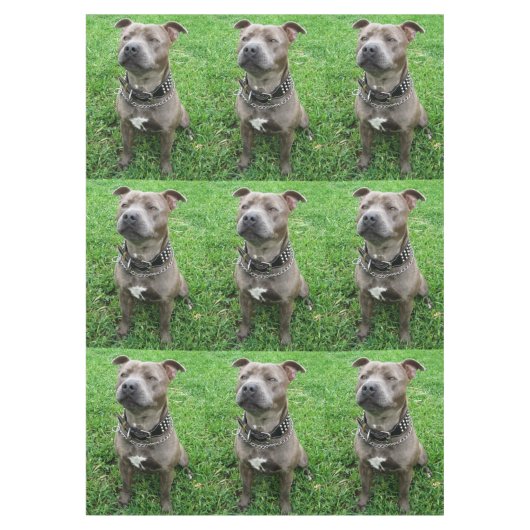 Nappe Staffordshire Bull Terrier Assis À L'Attention, (Devant)