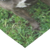 Nappe Staffordshire Bull Terrier Assis À L'Attention, (Angle)