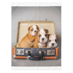 Nappe Superbes chiots Bulldog AMOUREUX DES CHIENS